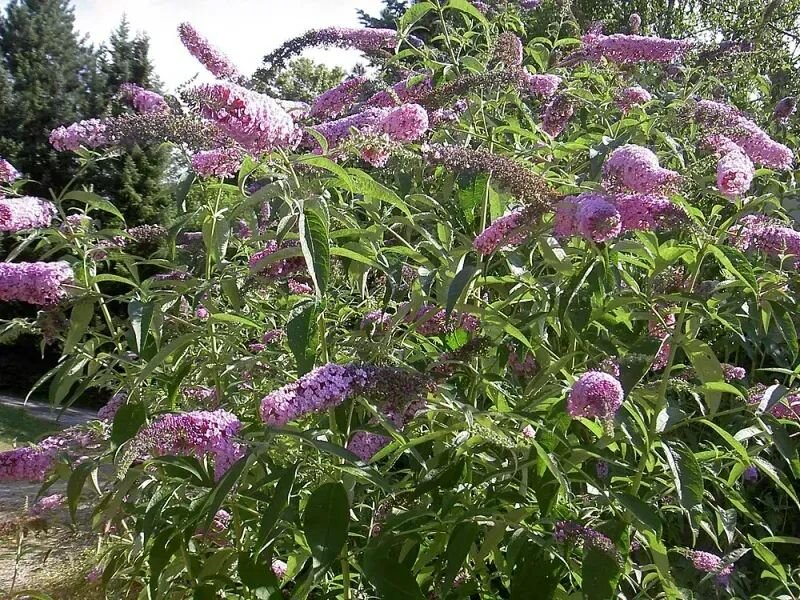 Buddleja davidii