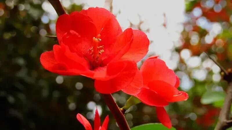 Chaenomeles japonica