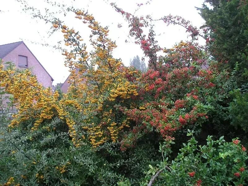Pyracantha coccinea