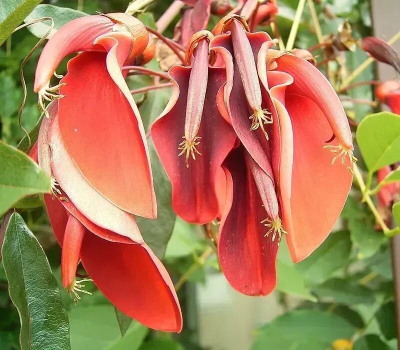 Erythrina crista-galli