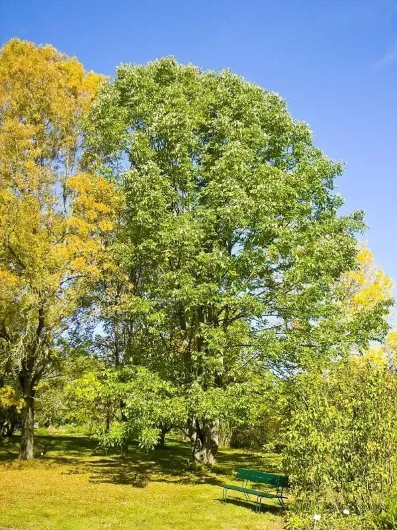 Fraxinus americana