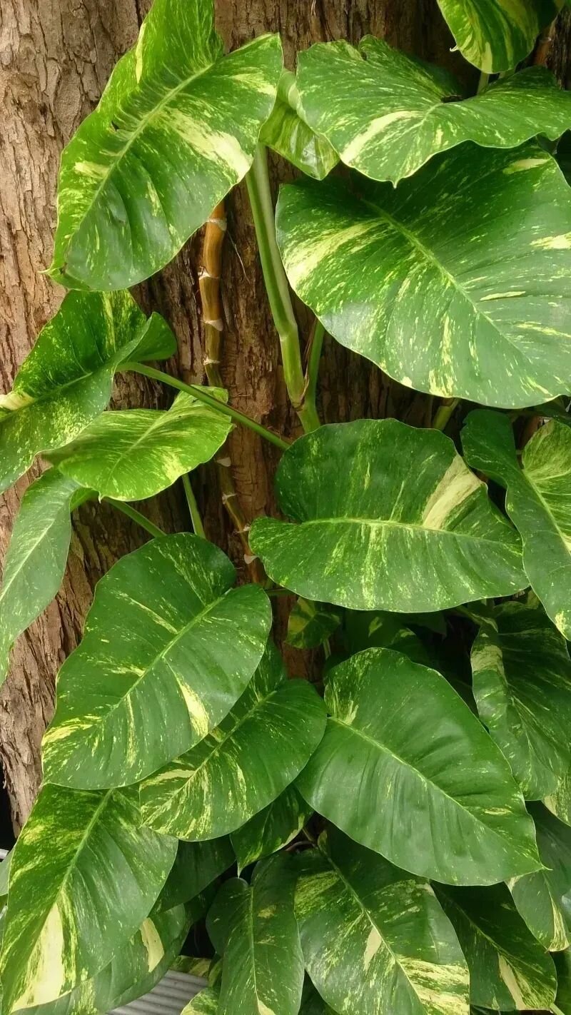 Epipremnum aureum
