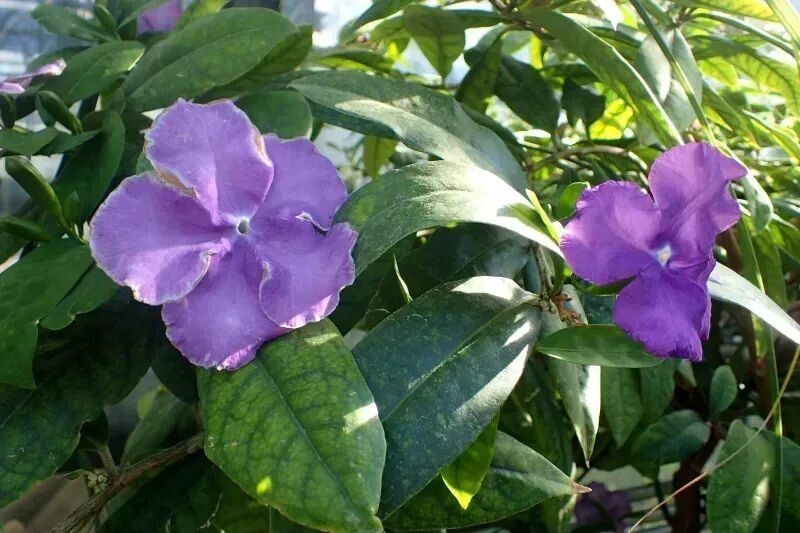 Brunfelsia pauciflora