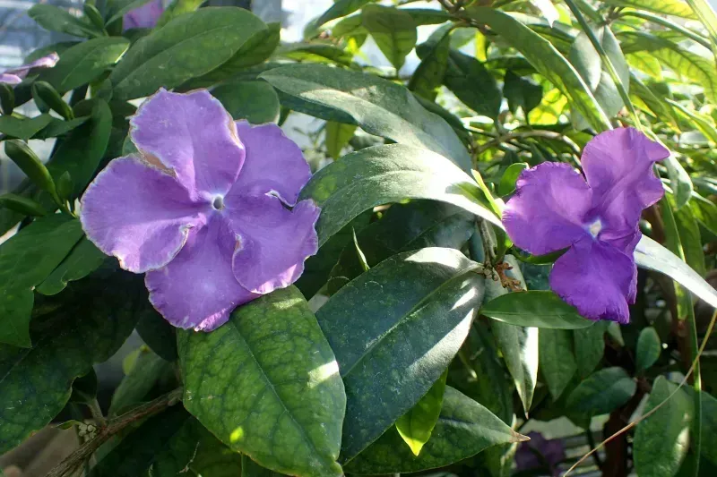 Brunfelsia pauciflora