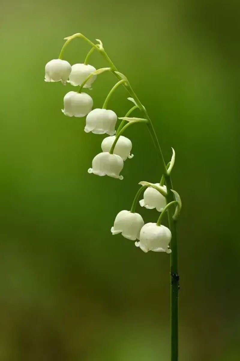 Convallaria majalis