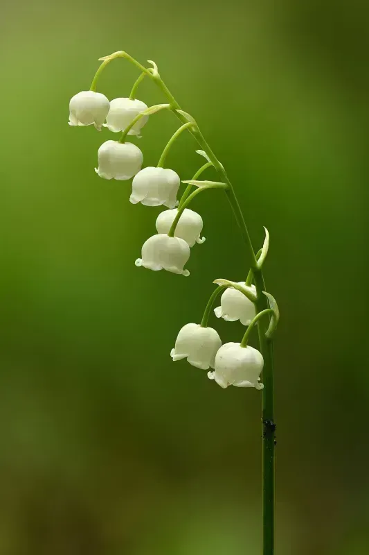 Convallaria majalis
