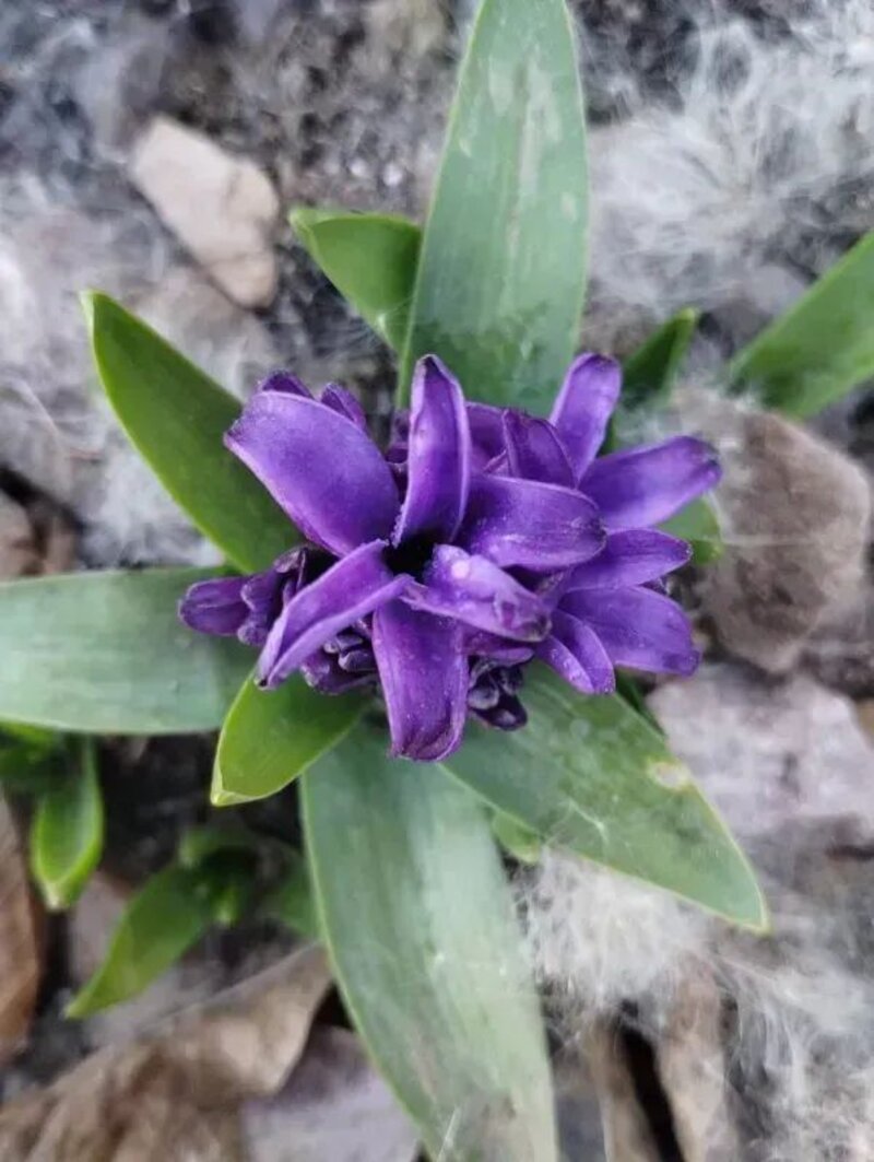 Hyacinthus orientalis