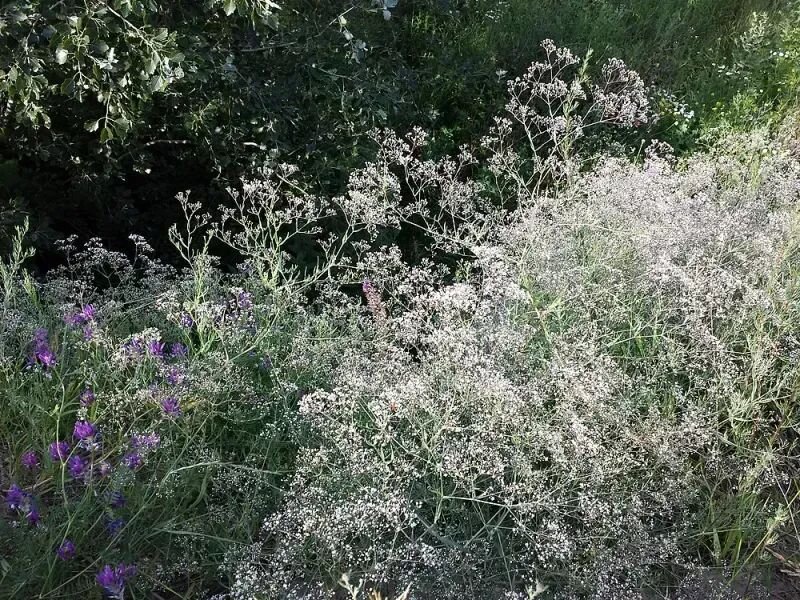 Gypsophila paniculata