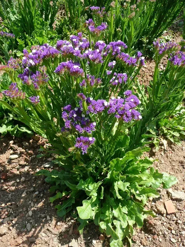 Limonium sinuatum