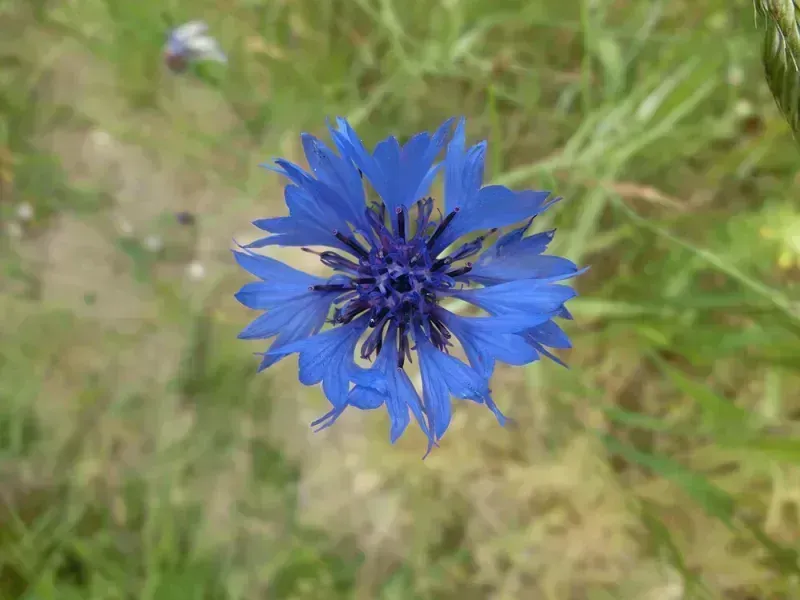 Centaurea cyanus