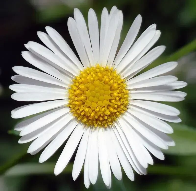 Erigeron karvinskianus