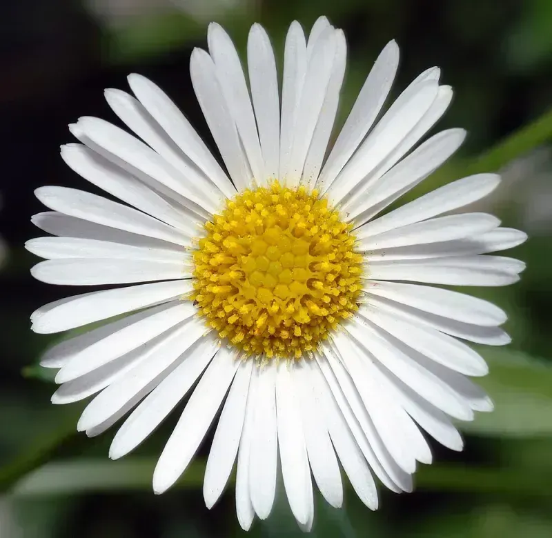 Erigeron karvinskianus