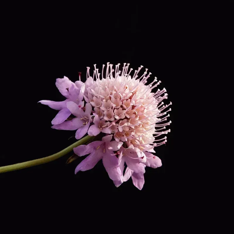 Scabiosa atropurpurea