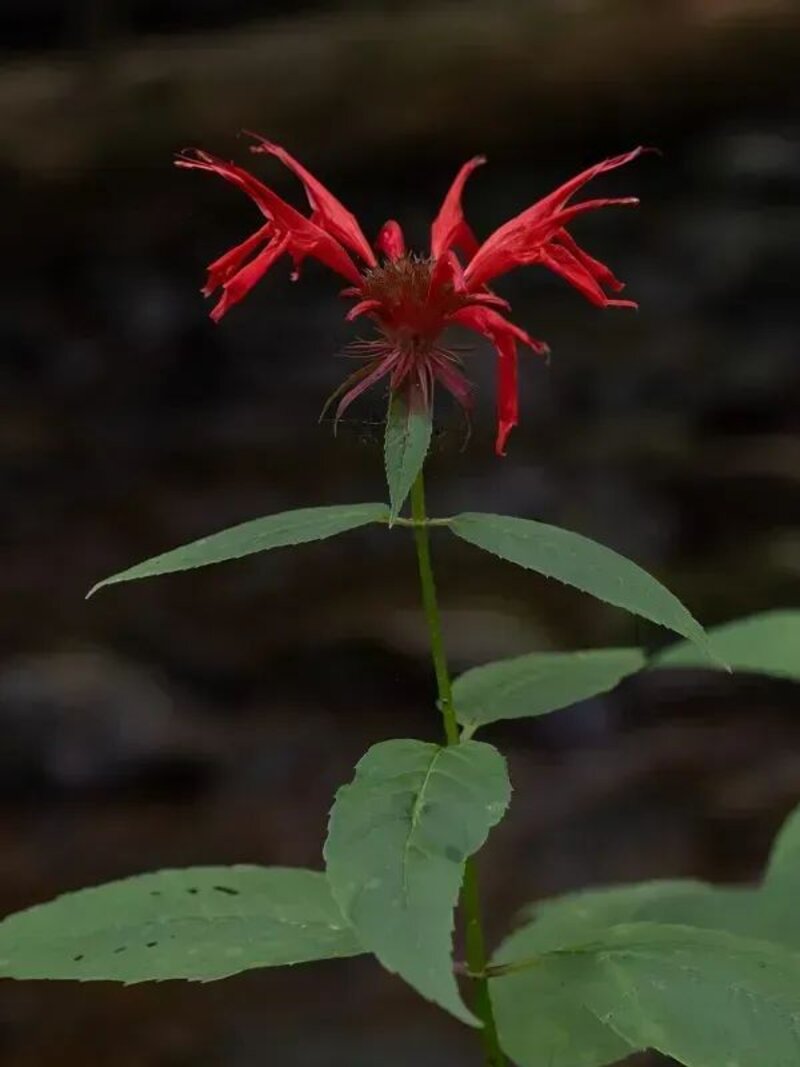 Monarda didyma