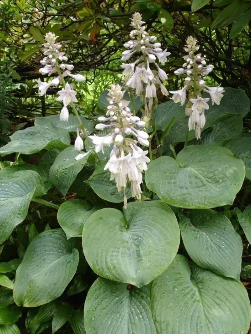 Hosta fortunei