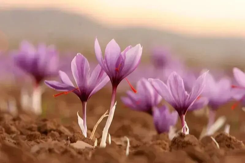 Crocus verna