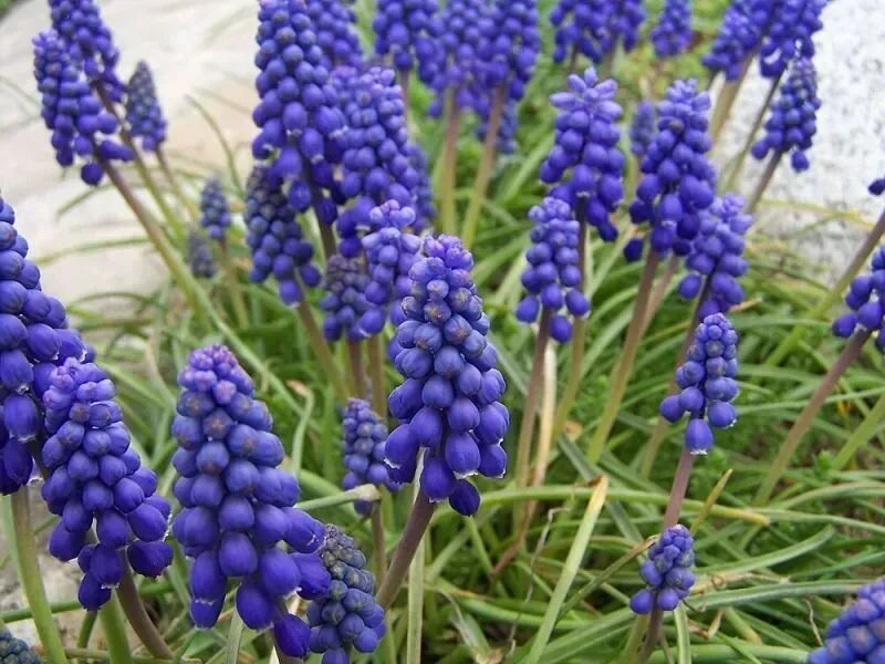 Muscari armeniacum