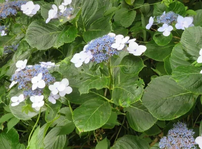 Hydrangea macrophylla