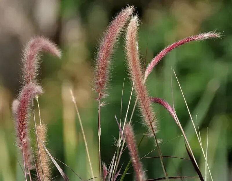 Pennisetum setaceum 'Rubrum'
