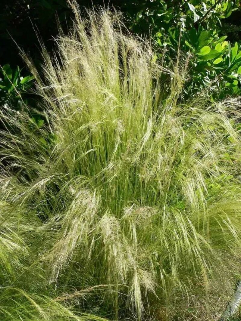 Stipa tenuissima