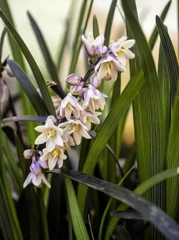 Ophiopogon planiscapus 'Nigrescens'