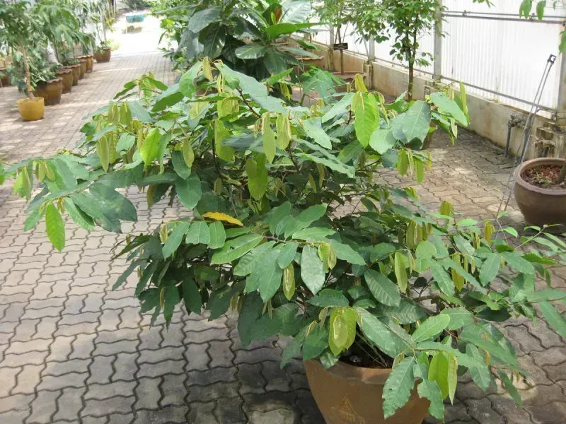 Friesodielsia desmoides