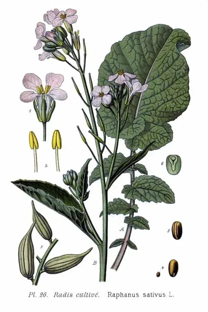 Raphanus sativus var. longipinnatus