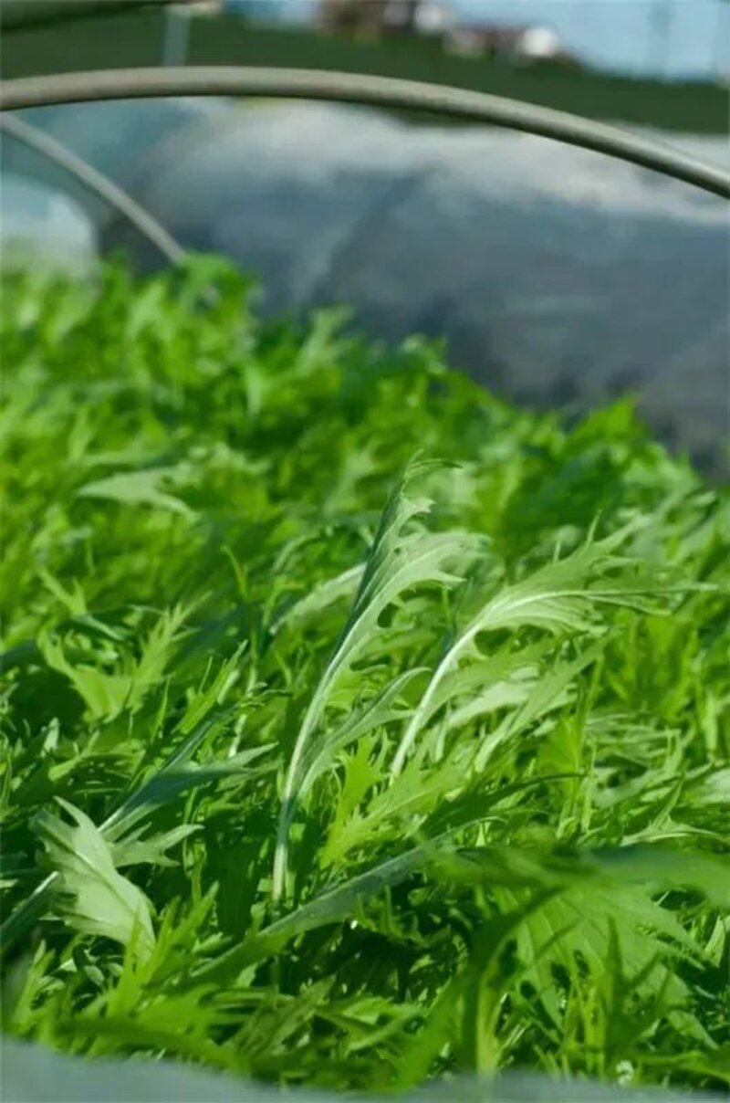 Brassica rapa subsp. nipposinica