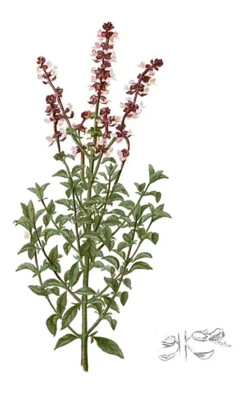 Ocimum basilicum 'Dark Opal'