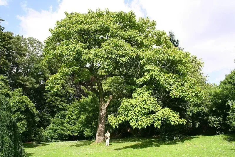 Paulownia tomentosa