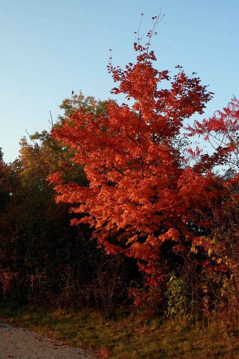 Acer saccharum