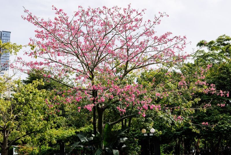 Ceiba speciosa