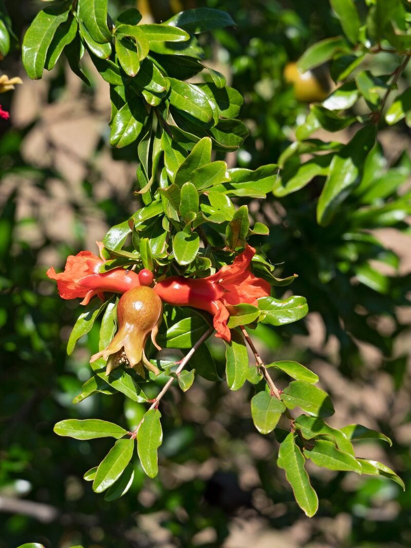 Punica granatum