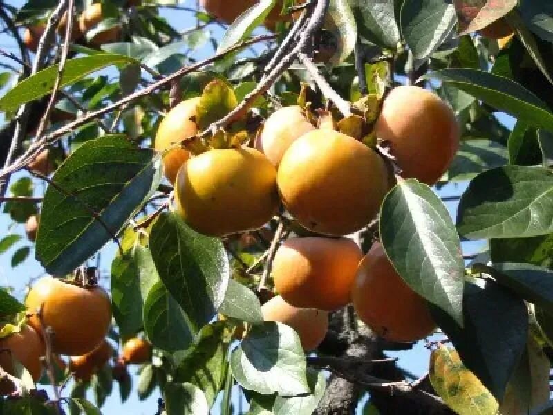 Diospyros kaki