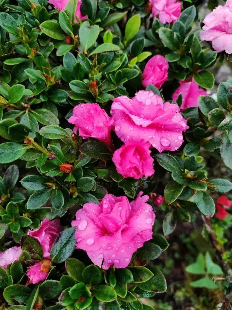 Rhododendron simsii