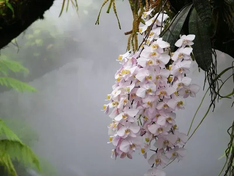 Orchidaceae Phalaenopsis