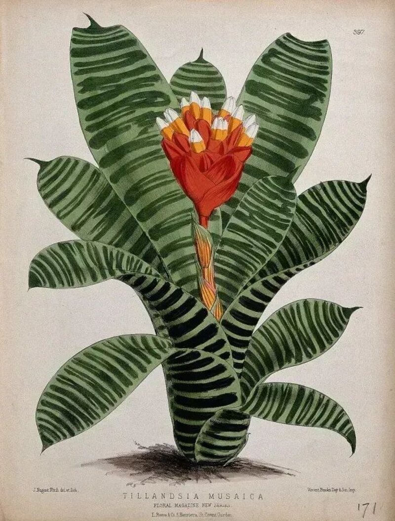 Bromelia guzmania