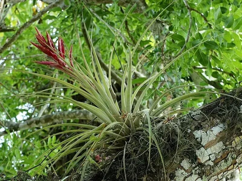 Tillandsia