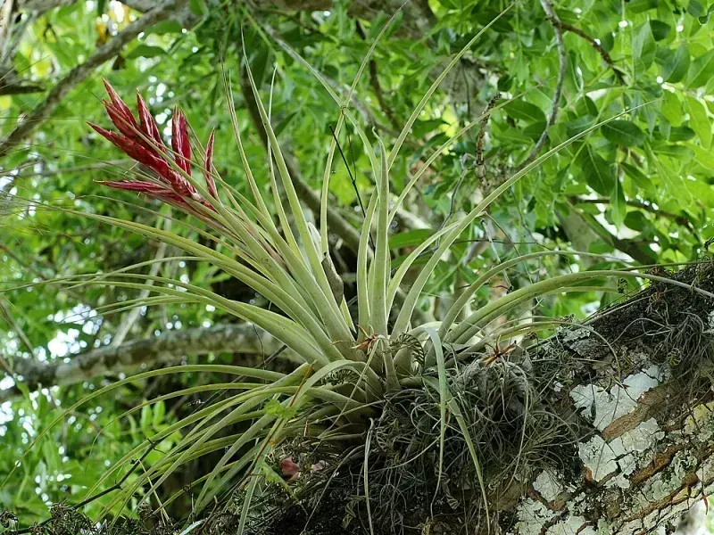 Tillandsia