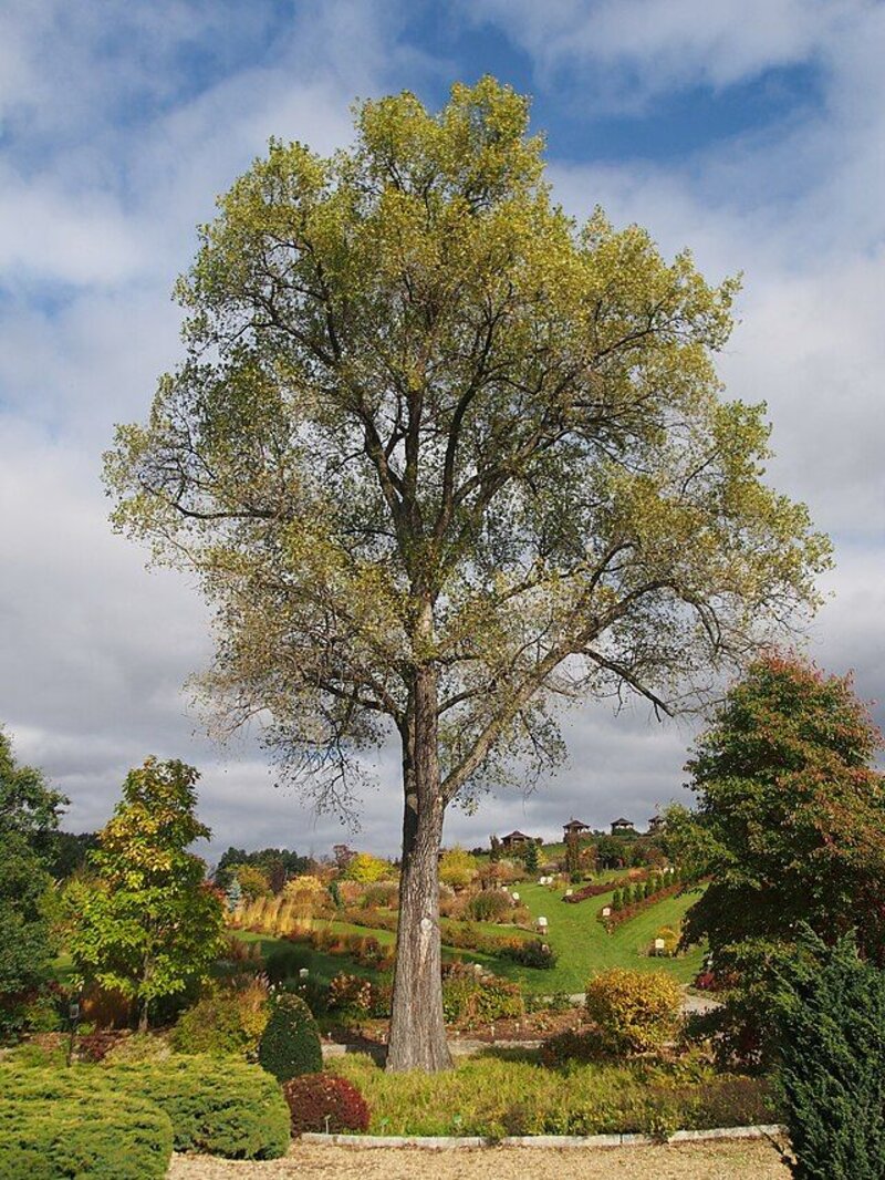 Populus nigra
