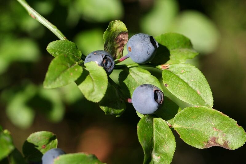 Vaccinium myrtillus