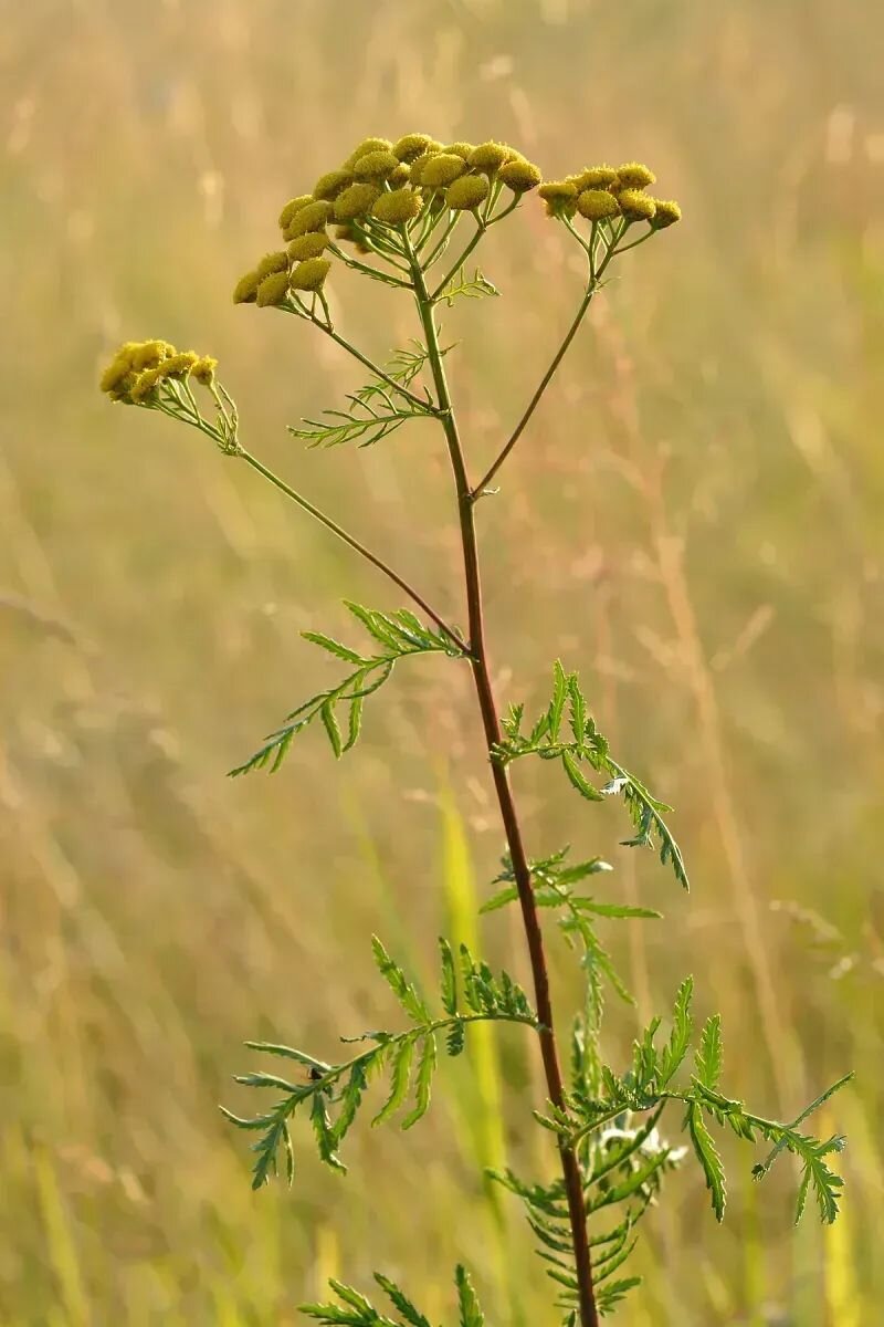 Tanacetum vulgare