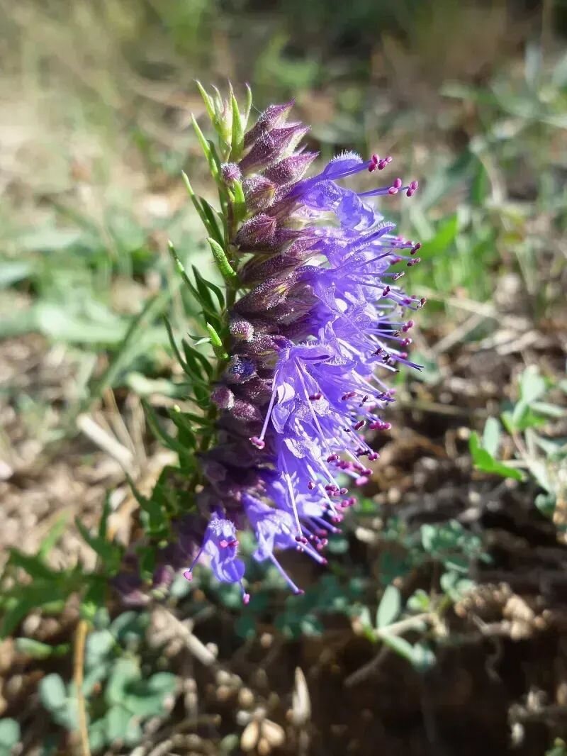 Hyssopus officinalis