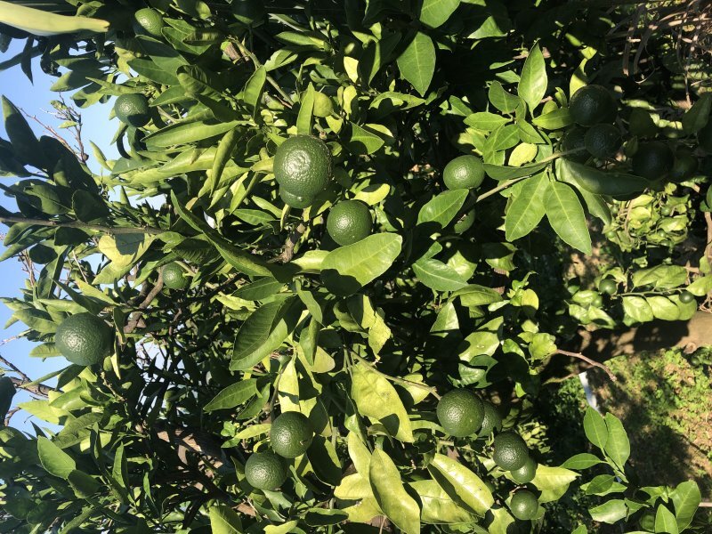 Citrus × aurantiifolia