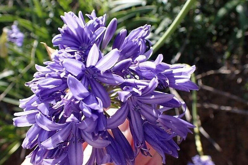 Agapanthus caulescens