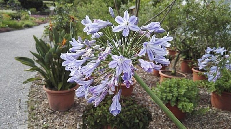 Agapanthus coddii