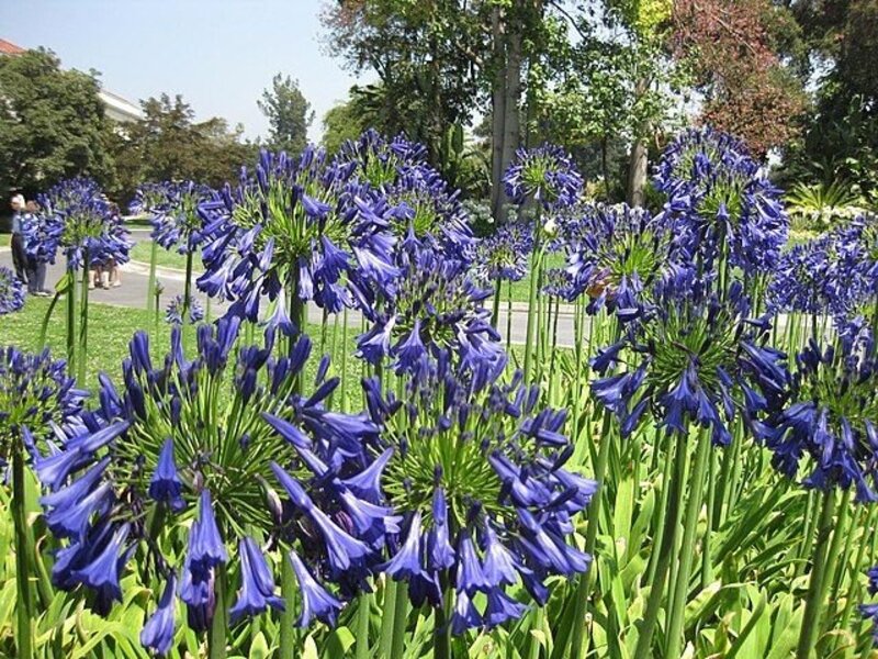 Agapanthus inapertus