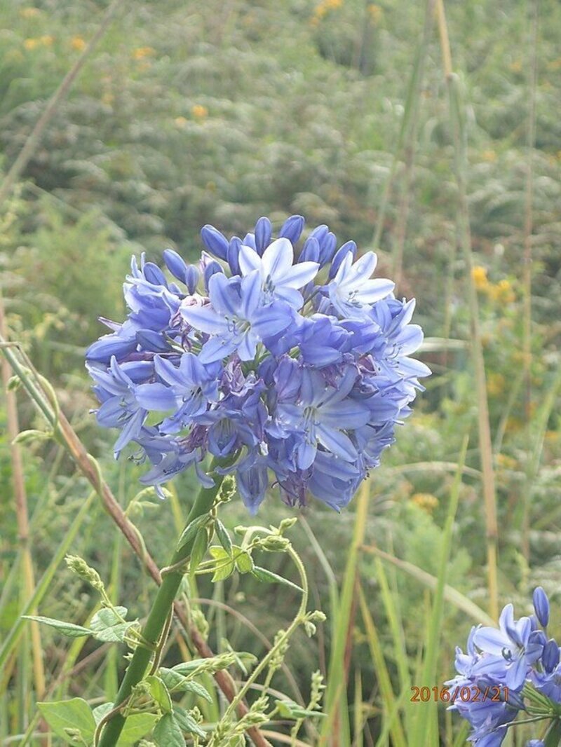 Agapanthus campanulatus