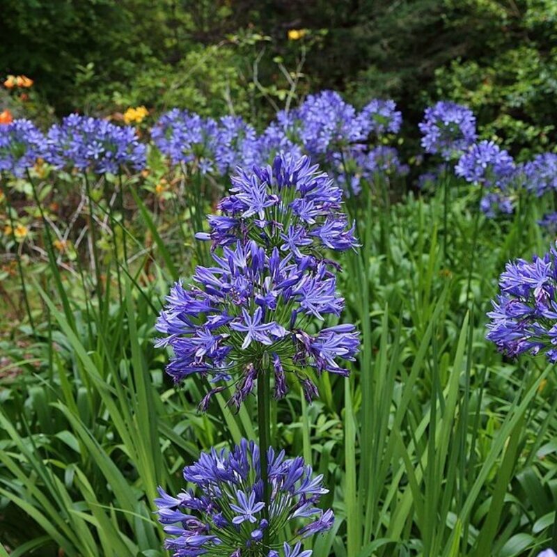 Agapanthus praecox