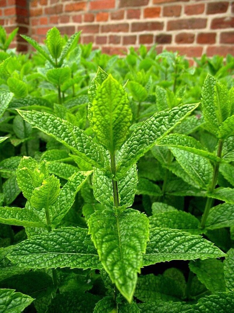 Mentha × piperita